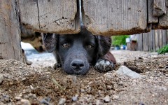 Desktop wallpaper. Dogs. ID:56235