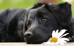 Desktop wallpaper. Dogs. ID:56240