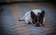 Desktop wallpaper. Dogs. ID:56247