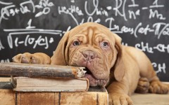 Desktop wallpaper. Dogs. ID:56262