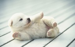 Desktop wallpaper. Dogs. ID:56263