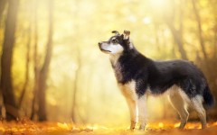 Desktop wallpaper. Dogs. ID:56739