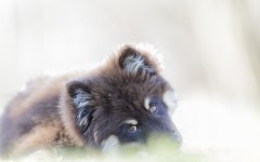 Desktop wallpaper. Dogs. ID:56744