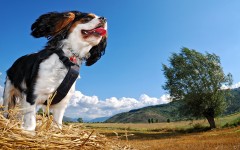 Desktop wallpaper. Dogs. ID:56781