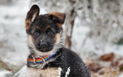 Desktop wallpaper. Dogs. ID:56826