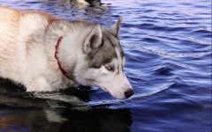 Desktop wallpaper. Dogs. ID:56828