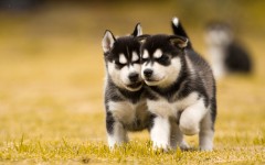 Desktop wallpaper. Dogs. ID:56831