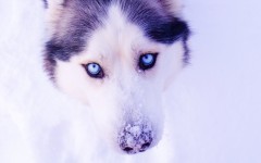 Desktop wallpaper. Dogs. ID:56834