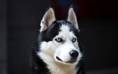 Desktop wallpaper. Dogs. ID:56836