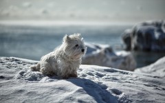 Desktop wallpaper. Dogs. ID:56850