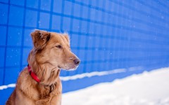 Desktop wallpaper. Dogs. ID:56857