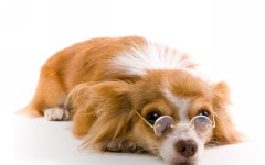 Desktop wallpaper. Dogs. ID:56863