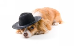 Desktop wallpaper. Dogs. ID:56867