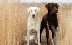 Desktop wallpaper. Dogs. ID:56873