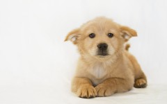 Desktop wallpaper. Dogs. ID:56874
