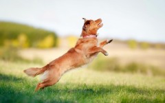 Desktop wallpaper. Dogs. ID:56896
