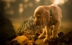 Desktop wallpaper. Dogs. ID:56914