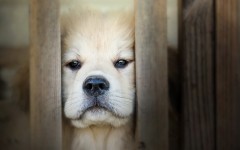 Desktop wallpaper. Dogs. ID:56921
