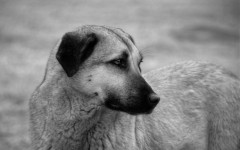 Desktop wallpaper. Dogs. ID:56924