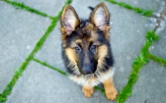 Desktop wallpaper. Dogs. ID:56926