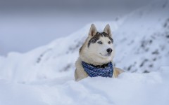 Desktop wallpaper. Dogs. ID:57233