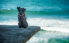 Desktop wallpaper. Dogs. ID:57238