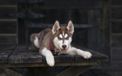 Desktop wallpaper. Dogs. ID:57247