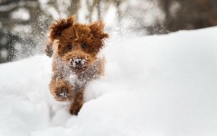 Desktop wallpaper. Dogs. ID:57252