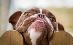 Desktop wallpaper. Dogs. ID:57333