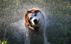 Desktop wallpaper. Dogs. ID:57357
