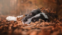 Desktop wallpaper. Dogs. ID:94847