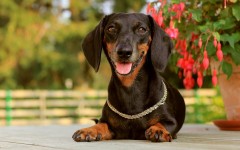 Desktop image. Dogs. ID:57371