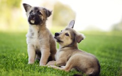 Desktop image. Dogs. ID:57375