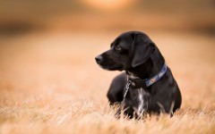 Desktop image. Dogs. ID:57423