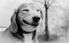 Desktop image. Dogs. ID:57469