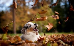 Desktop image. Dogs. ID:57515