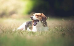 Desktop wallpaper. Dogs. ID:57519