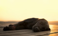 Desktop wallpaper. Dogs. ID:61892