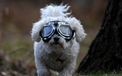 Desktop wallpaper. Dogs. ID:61901