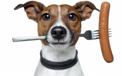 Desktop image. Dogs. ID:61910