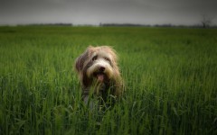 Desktop image. Dogs. ID:61947