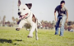 Desktop image. Dogs. ID:61969