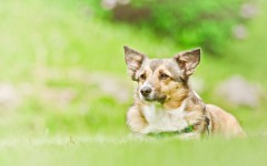 Desktop image. Dogs. ID:62100