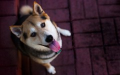 Desktop wallpaper. Dogs. ID:62103