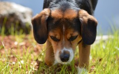 Desktop wallpaper. Dogs. ID:62109