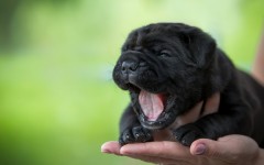 Desktop wallpaper. Dogs. ID:62125