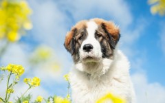 Desktop wallpaper. Dogs. ID:62129