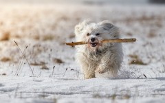 Desktop wallpaper. Dogs. ID:62132