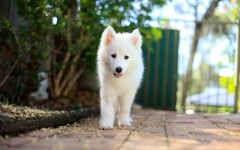 Desktop wallpaper. Dogs. ID:62190