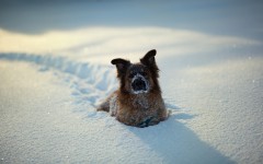 Desktop wallpaper. Dogs. ID:62216